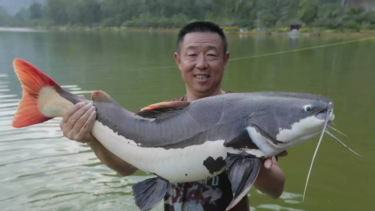 李大毛老师在六盘水库,中西钓线作陪!